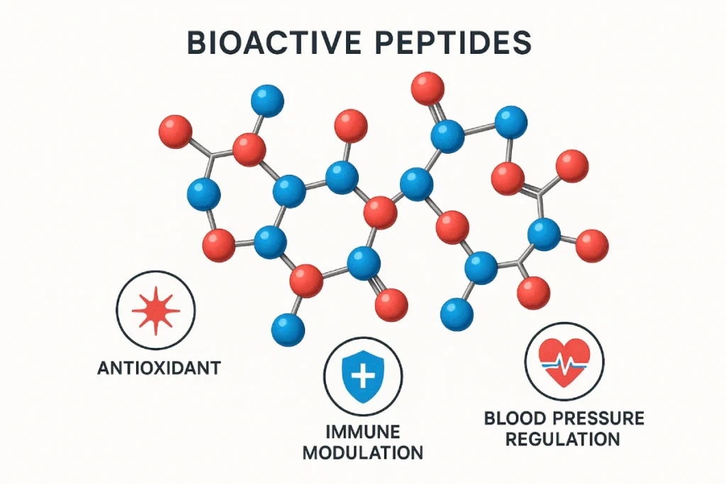 Bioactive peptides molecular structure illustrating key health functions like antioxidant, immune modulation, and blood pressure regulation