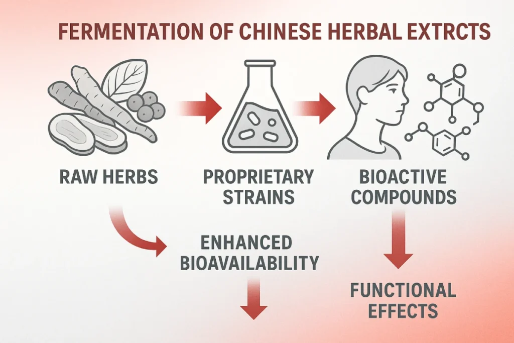 Infographic illustrating the fermentation process of Chinese herbal extracts with proprietary strains, showing transformation from raw herbs to bioactive compounds and functional benefits for B2B functional nutrition products.
