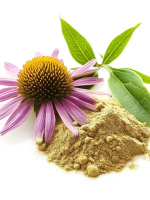 Echinacea Extract